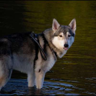 Hundetreffen-Resozialisierung/Training-Bild