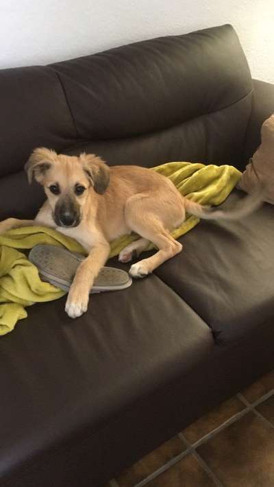 Welpen Bilder !-Beitrag-Bild