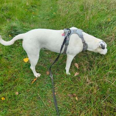 Tierarzt beurteilt meine Hundin als adipös- wie seht ihr das?-Beitrag-Bild