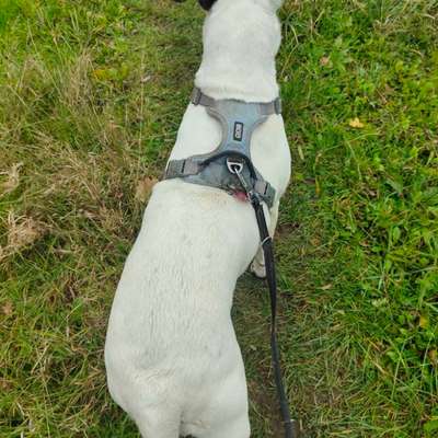 Tierarzt beurteilt meine Hundin als adipös- wie seht ihr das?-Beitrag-Bild