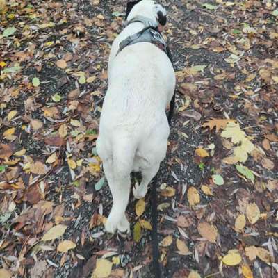 Tierarzt beurteilt meine Hundin als adipös- wie seht ihr das?-Beitrag-Bild