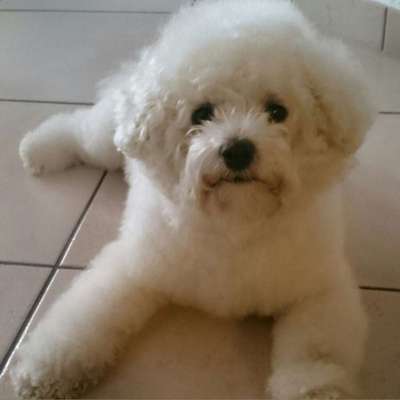 Hundetreffen-Gassirunde