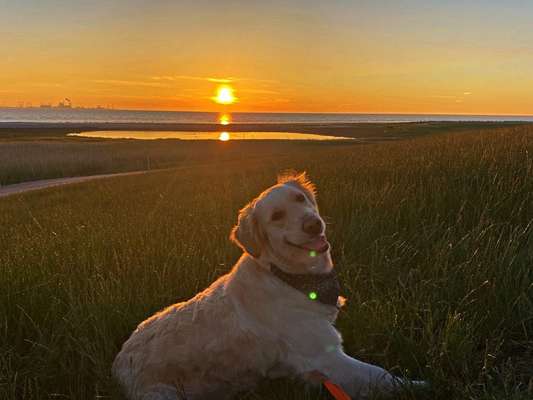 Die Dogorama Wochen Challenge: “Dein Hund im Urlaub”-Beitrag-Bild