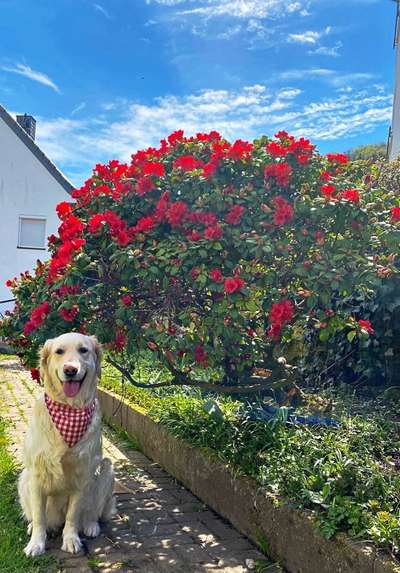 Die Dogorama Monats Challenge "Es grünt und blüht"-Beitrag-Bild