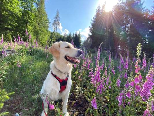 Die Dogorama Kalender Challenge Teil 3/4-Beitrag-Bild