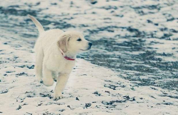 Die Dogorama Kalender Challenge Teil 2/4-Beitrag-Bild