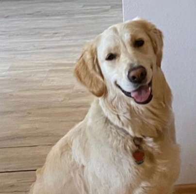 Wo sind die Golden Retriever Liebhaber?-Beitrag-Bild