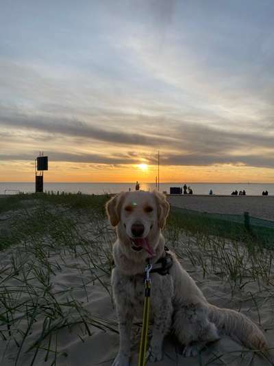 Hunde im Urlaub-Beitrag-Bild