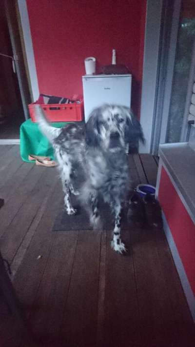 Englisch Setter?-Beitrag-Bild