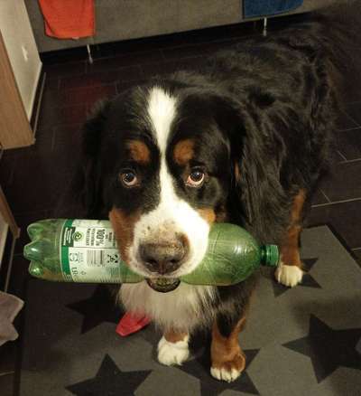 Berner Sennen-Beitrag-Bild