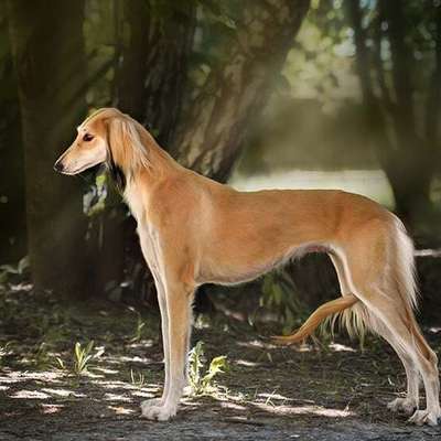 Giftköder-Bissiger Hund-Bild