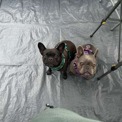 Hundetreffen-Suche Schnüffelkumpel/line zu Sozialisierung-Bild