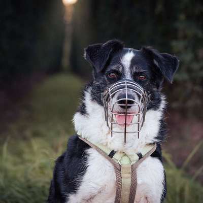 Hundetreffen-Social Walks, Training, langfristige Hundefreunde-Bild