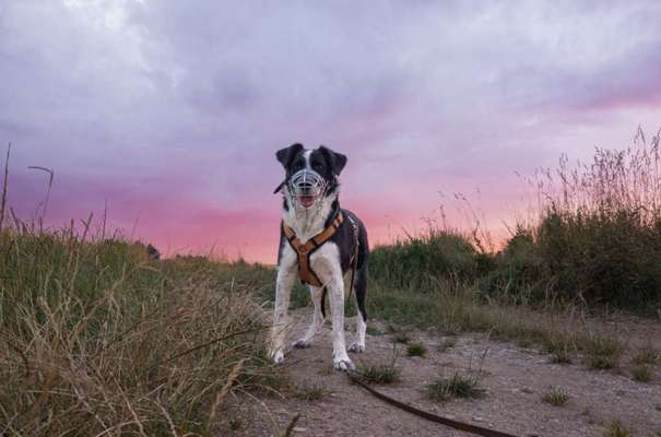 Hundetreffen-Leinenspaziergänge, Spaziergänge auf Abstand, langsames Kennenlernen-Bild