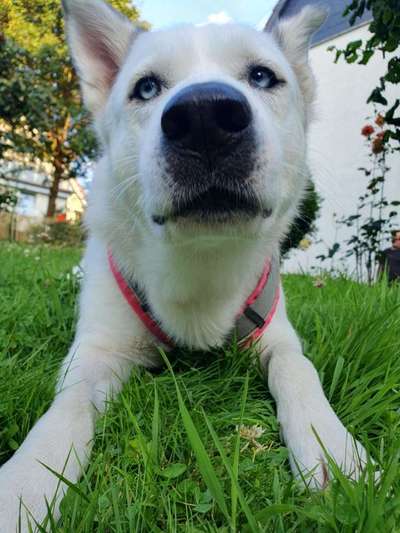 Verändert sich die Fellfarbe/Fellzeichnung meines Husky Welpen?-Beitrag-Bild