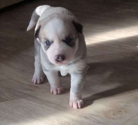 Verändert sich die Fellfarbe/Fellzeichnung meines Husky Welpen?-Beitrag-Bild