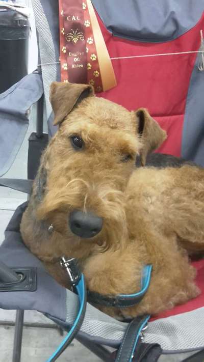 Die 21. Rostocker Rassehunde-Ausstellung: Eine Veranstaltung mit Vorbehalten?-Beitrag-Bild