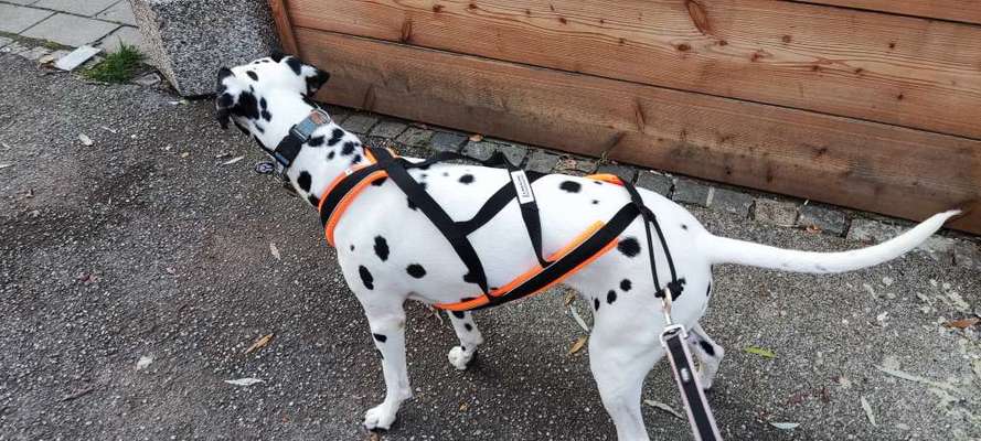 Wie sitzt mein Geschirr?-Beitrag-Bild