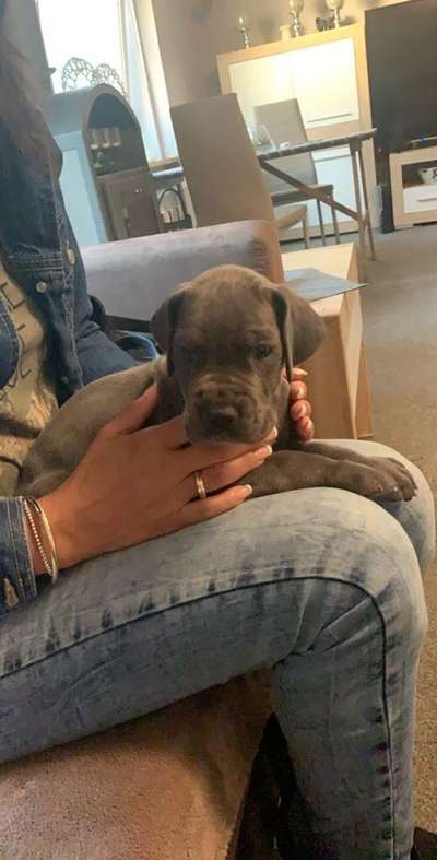 Welpen Bilder !-Beitrag-Bild