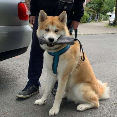 19. Handy - Foto - Challenge-Beitrag-Bild