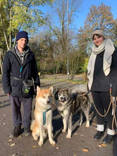 Akita Inu/American Akita (Mix) halter.-Beitrag-Bild