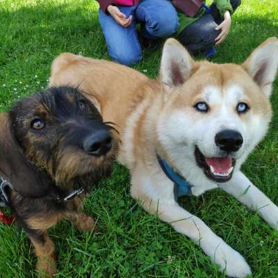 Wenn große Hunde und kleine Hunde wild toben...-Beitrag-Bild