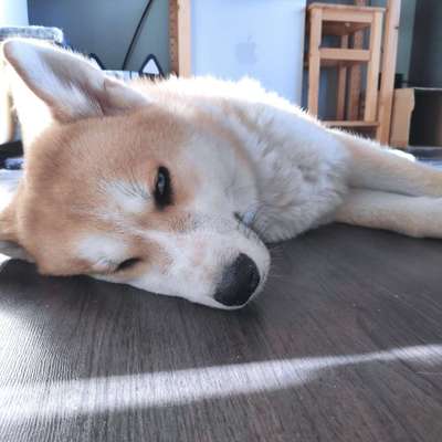 Akita Inu/American Akita (Mix) halter.-Beitrag-Bild