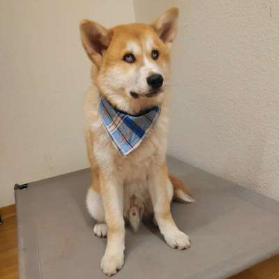 Mischlinge raten - Rätselspaß-Beitrag-Bild