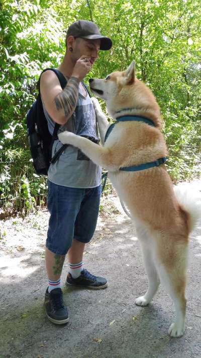 Akita Inu/American Akita (Mix) halter.-Beitrag-Bild