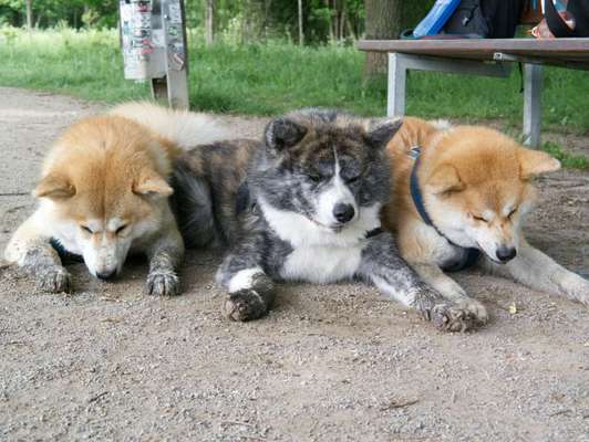 Akita Inu/American Akita (Mix) halter.-Beitrag-Bild