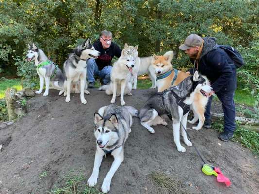 Husky-Beitrag-Bild