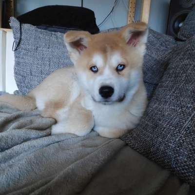 Dogorama Photo Challenge - Hundeblick zum hinschmelzen-Beitrag-Bild