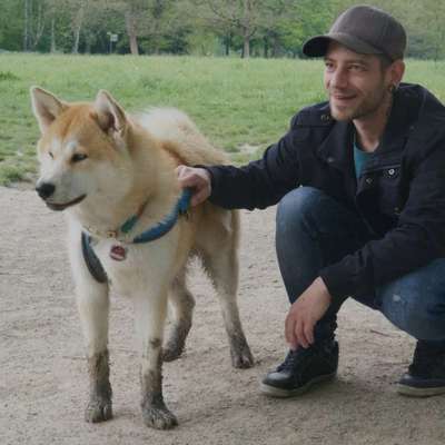 Akita Inu/American Akita (Mix) halter.-Beitrag-Bild
