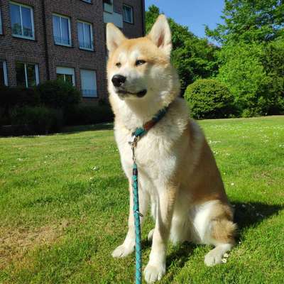 Akita Inu/American Akita (Mix) halter.-Beitrag-Bild