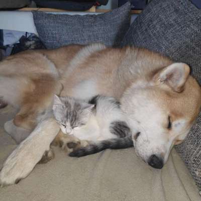 Akita Inu/American Akita (Mix) halter.-Beitrag-Bild