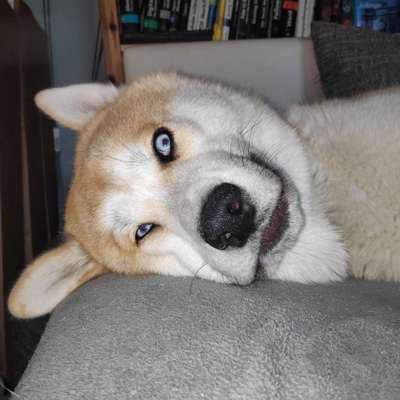 Dogorama Photo Challenge - lustigste Grimasse-Beitrag-Bild