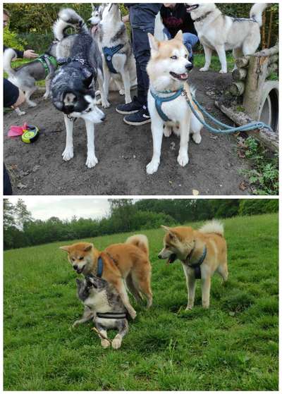 Akita Inu/American Akita (Mix) halter.-Beitrag-Bild