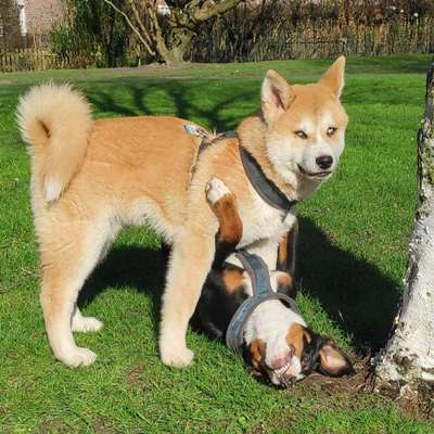 Akita Inu/American Akita (Mix) halter.-Beitrag-Bild