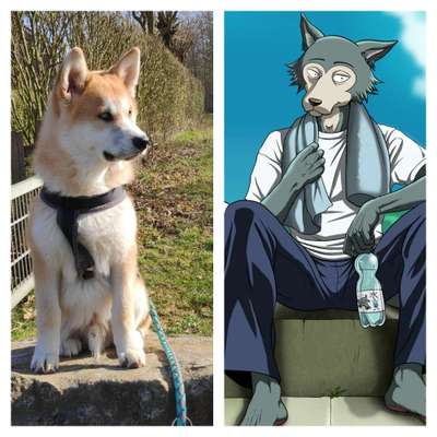 Wie heißt dein Hund?-Beitrag-Bild