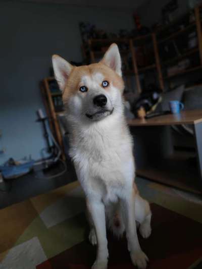 Akita Inu/American Akita (Mix) halter.-Beitrag-Bild