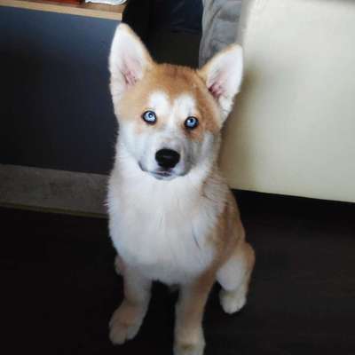 Akita Inu/American Akita (Mix) halter.-Beitrag-Bild