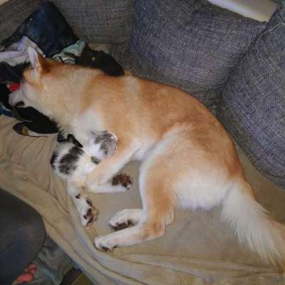 Mehrhundehaltung-Beitrag-Bild