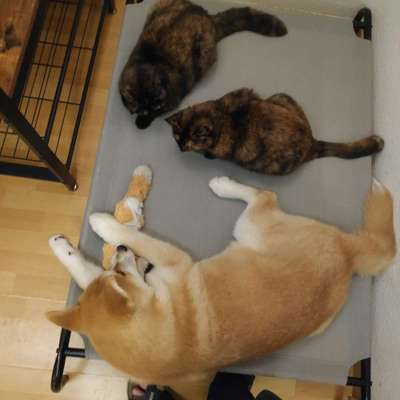 Brachycephale Hunderassen-Beitrag-Bild