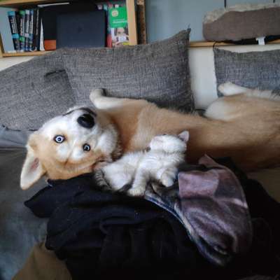 Fotosammlung: ,,Der natürliche Hund" Unbearbeitet, ungestellt und in Natura-Beitrag-Bild