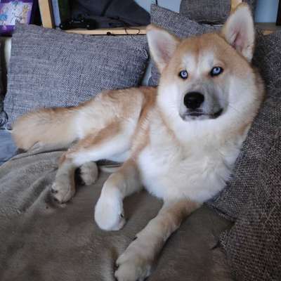 Akita Inu/American Akita (Mix) halter.-Beitrag-Bild