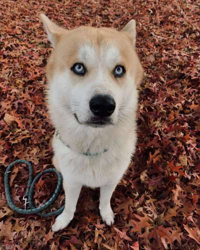 Herbst Bilder-Beitrag-Bild