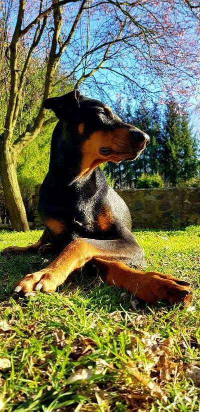 Die Dogorama Monats Challenge "Es grünt und blüht"-Beitrag-Bild