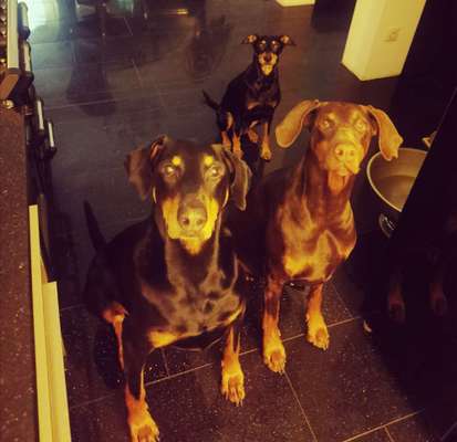 Wo habt ihr eure Hunde her ?-Beitrag-Bild