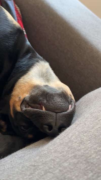 Lustigsten Grimassen von euren Hunden-Beitrag-Bild