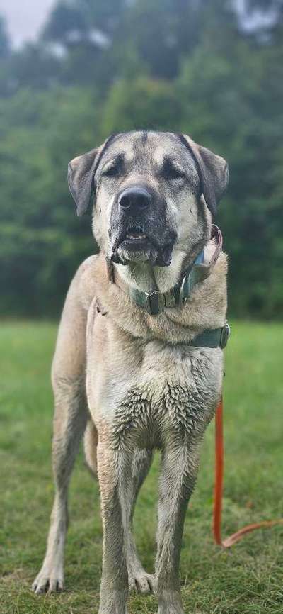 Hundetreffen-Suchen Spielgefährtin für regelmäßige Spaziergänge-Bild
